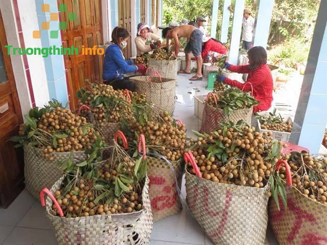 Hợp lực tiêu thụ nông sản cho 19 tỉnh miền Nam trong điều kiện giãn cách  – Tin Công Nghệ
